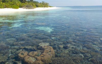 Great Barrier Reef Whitsunday Islands Underwater Eye Candy