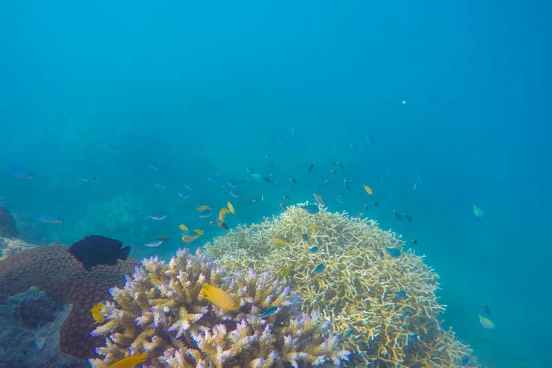 coral reef in the whitsunday islands